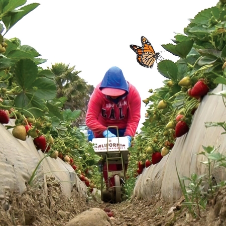 Woman working in a strawberry field